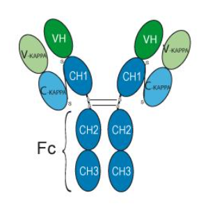 Pembrolizumab (anti-PD-1) 1 mg