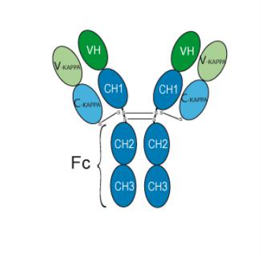 Trastuzumab 1 mg