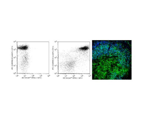 BD Horizon™ BV421 Rat Anti-Mouse I-A/I-E